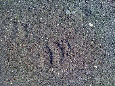 Knik River Bear Tracks
