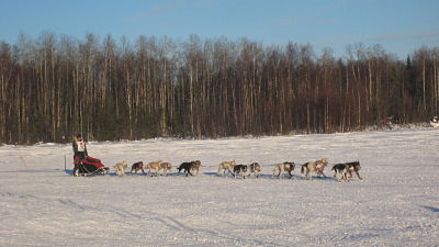 Iditarod team on a lake in Willow