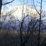Pioneer Peak Through The Trees