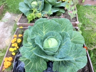 Giant Alaskan Cabbage